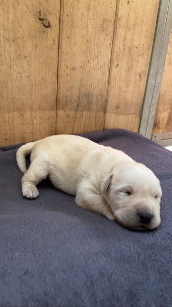 Des Bois Du Ranchot - Chiots disponibles - Labrador Retriever