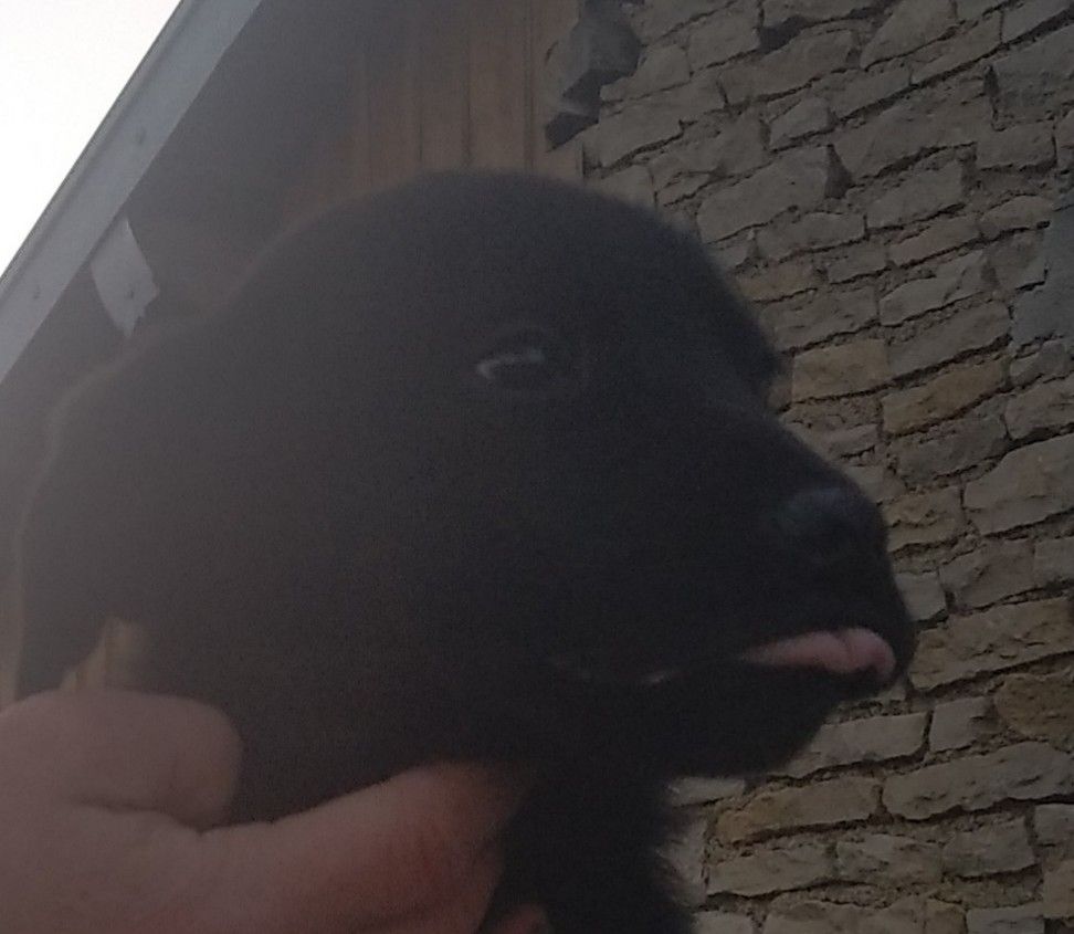 Des Bois Du Ranchot - Chiots disponibles - Labrador Retriever