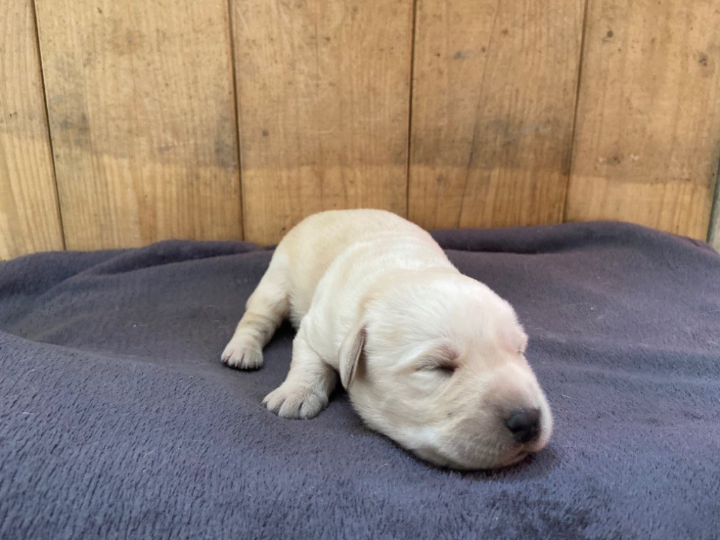 Des Bois Du Ranchot - Chiots disponibles - Labrador Retriever