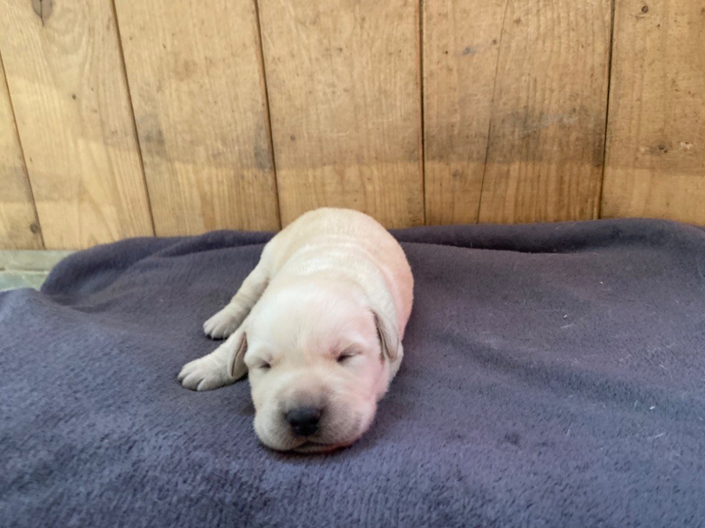 Des Bois Du Ranchot - Chiots disponibles - Labrador Retriever